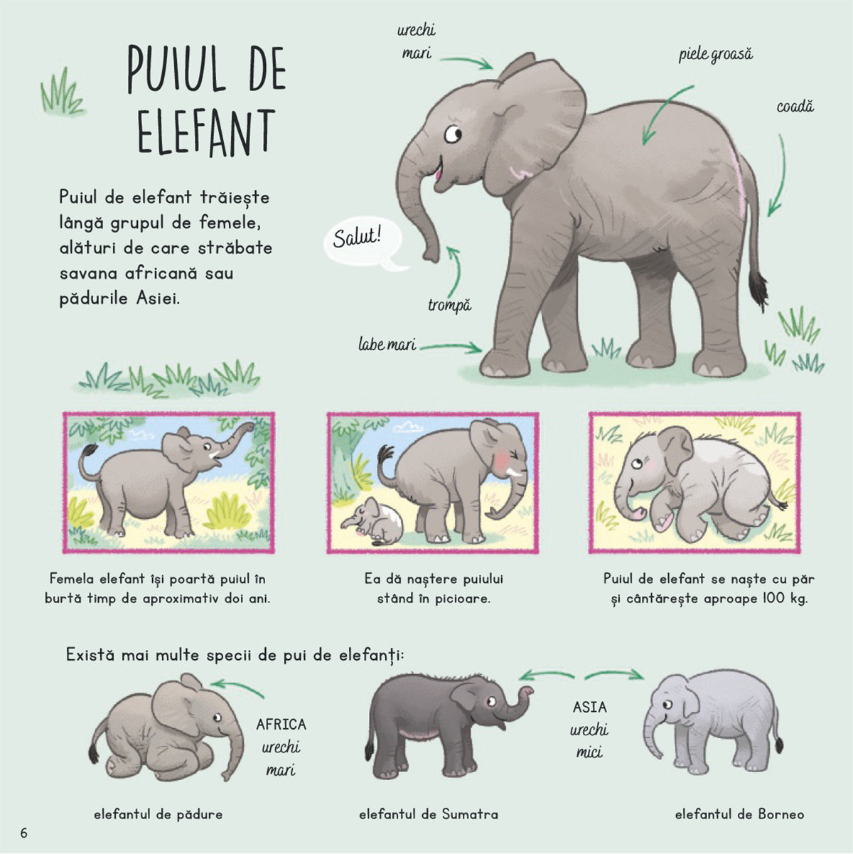 Ce stii despre puii de animale salbatice?