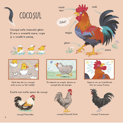 Ce stii despre puii de animale de la ferma?